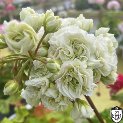 Pelargonium 'Midori Buke' - Pelargoon 'Midori Buke' P9/0,55L